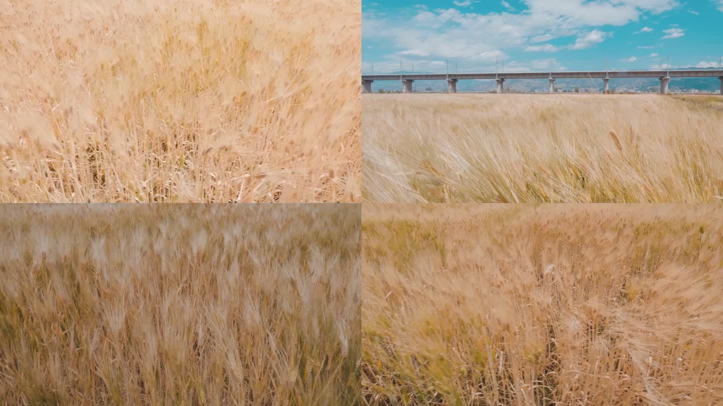 金色麦浪小麦 麦田 麦子成熟