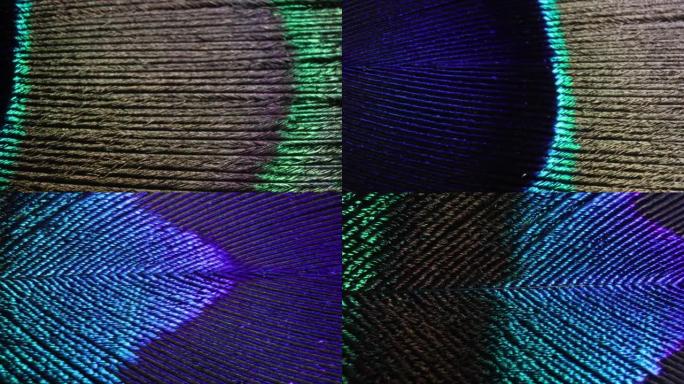 孔雀羽毛的极端宏观，具有各种闪闪发光的颜色和纹理