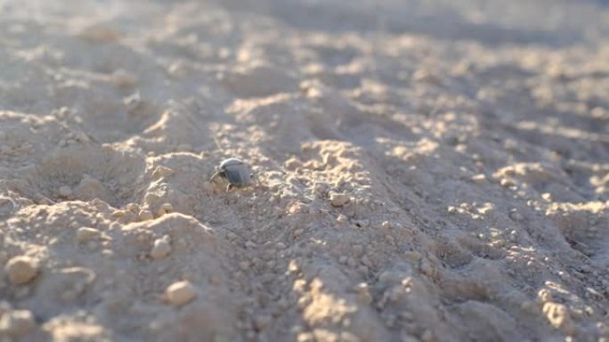 沙滩上的圣甲虫