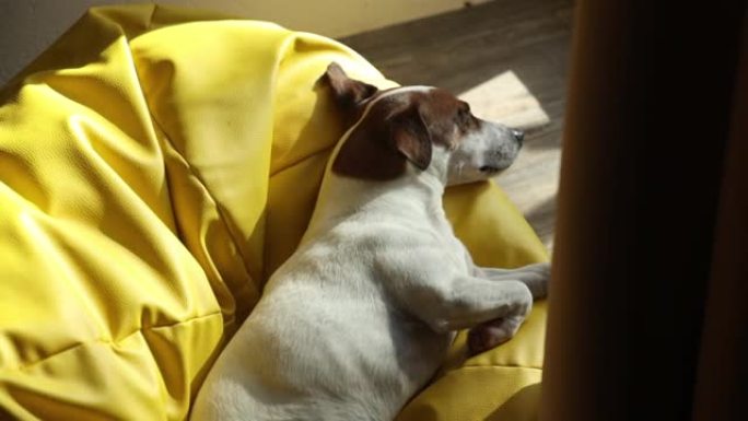 杰克罗素梗狗睡在窗户的软椅子上