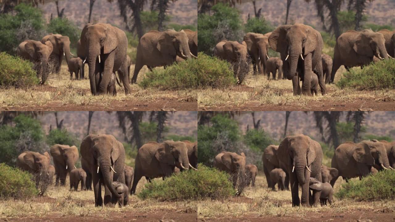 非洲灌木大象-非洲大群大象，幼崽在尘土飞扬的干燥大草原上行走，对比图片，肯尼亚非洲。不可阻挡的巨型大