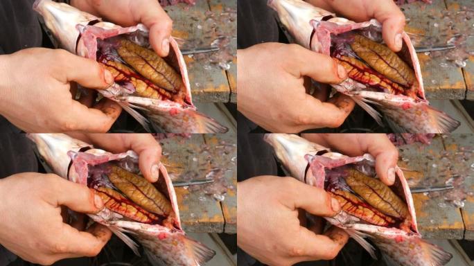 鱼里面有很多鱼子酱和内脏。男渔夫手在木制旧桌子上切开大型淡水鱼的腹部