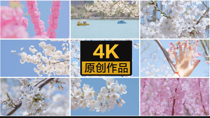 【4K】樱花花开花瓣飘落爱情春天日本樱花