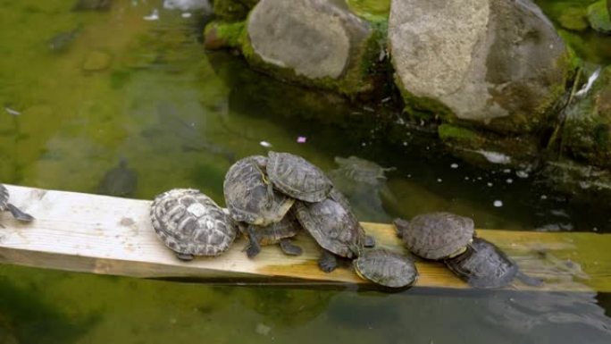 乌龟彼此躺在一起，从而建立了乌龟金字塔。动物在池塘里休息。许多海龟聚集在躺在水中的原木上。一群爬行动