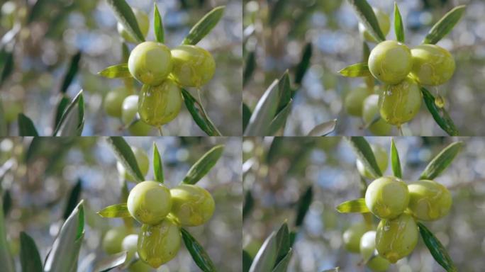 橄榄油从悬挂在树枝上的成熟绿色和黑色橄榄果实中滴落在阳光下，天然有机健康油滴流过橄榄果实并掉落到地面