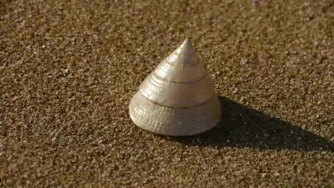 沙滩上的锥形壳，风吹沙