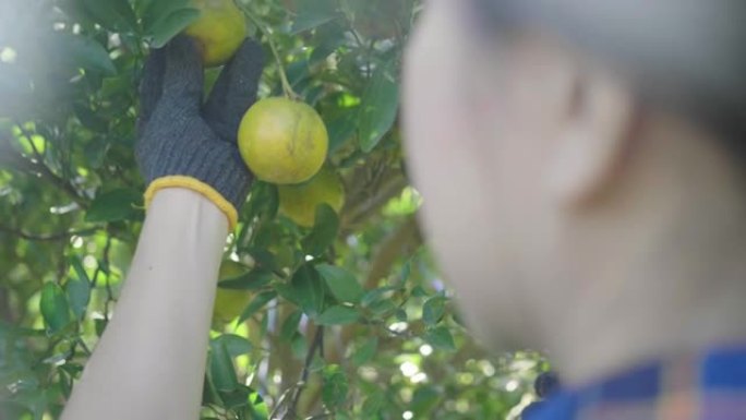 东南亚妇女在泰国清迈花园采摘新鲜橘子