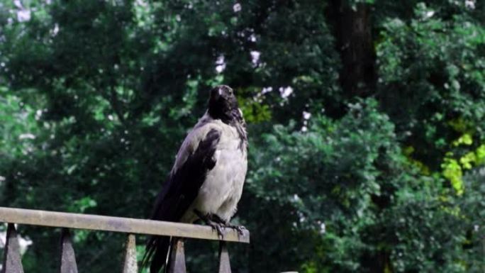 一只黑乌鸦坐在栅栏上。环顾四周。鸦科鸟类的一个属，薄膜谷物