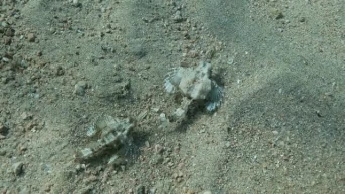 一对Seamoth在阳光照射下 (交配季节) 在沙质底部缓慢移动。飞马鱼、小龙鱼或普通海母 (Eur