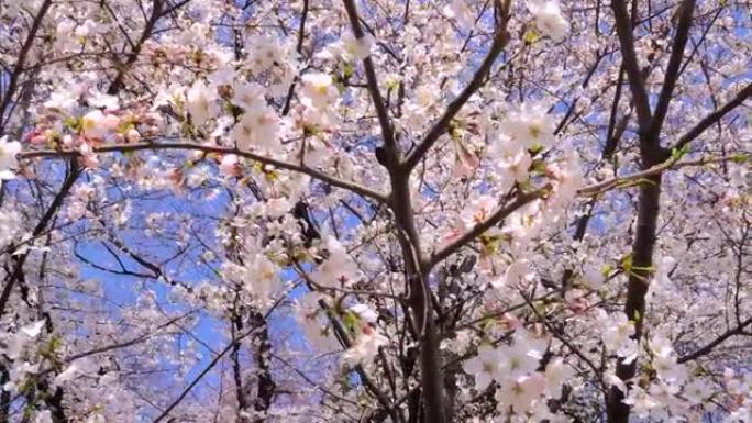 盛开的樱花清新脱俗花团锦簇芬芳