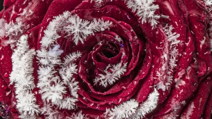 冻结红玫瑰，在花瓣上形成的冰雪晶体关闭霜冻，宏观，4k。顶视图。晨露