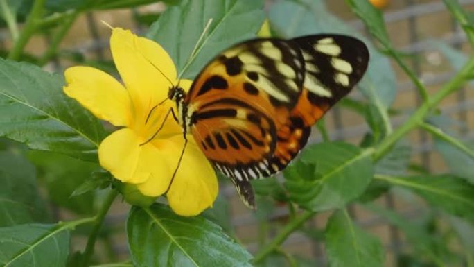 老虎长翼蝴蝶Heliconius hecale的特写