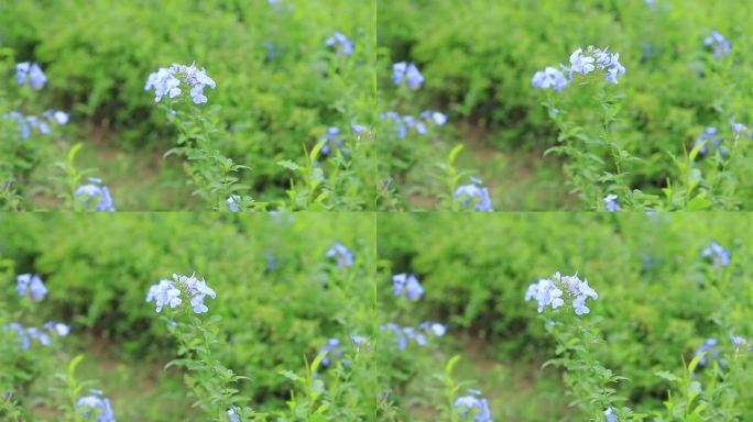 深圳陌上花公园蓝雪花