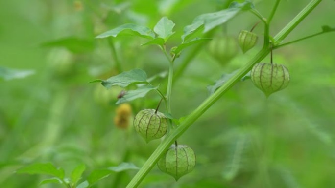 Ciplukan植物是一种野生植物，通常生长在亚洲。该植物，拉丁名称为Physalis angula