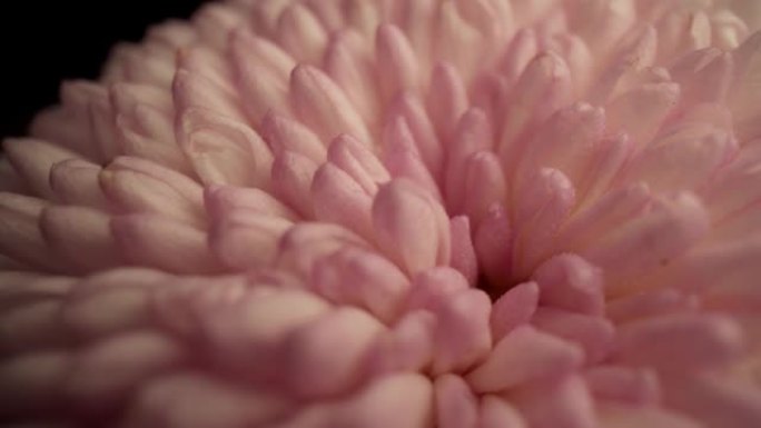 粉色菊花慢动作微距摄影花蕊