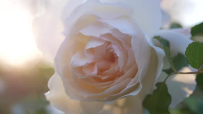 夕阳下的白玫瑰。