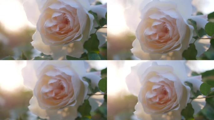 夕阳下的白玫瑰。