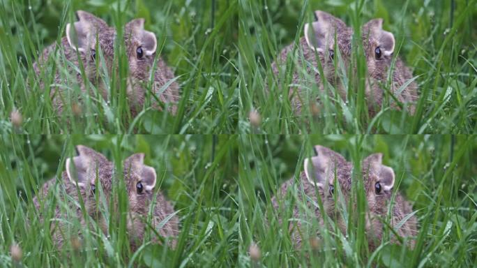 欧洲野兔 (Lepus europaeus) 蹲在草地上。