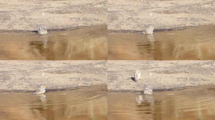 在国王峡谷的溪流中沐浴的斑马雀的慢动作剪辑