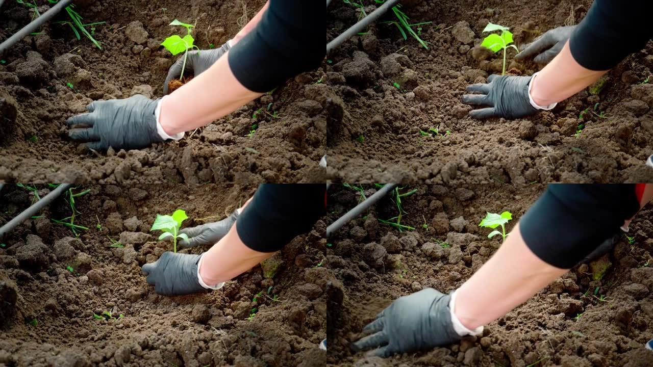 双手戴着手套种植甜椒幼苗。