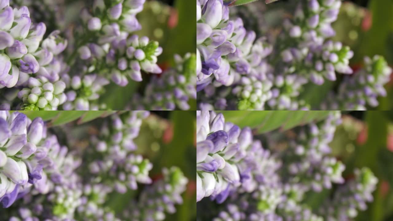 多莉微距拍摄美丽盛开的花朵特写。