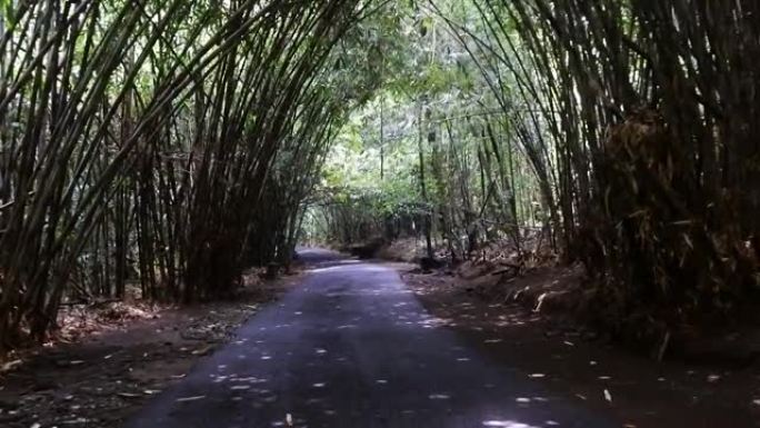 巴厘岛邦利郁郁葱葱的竹林之间的高速公路