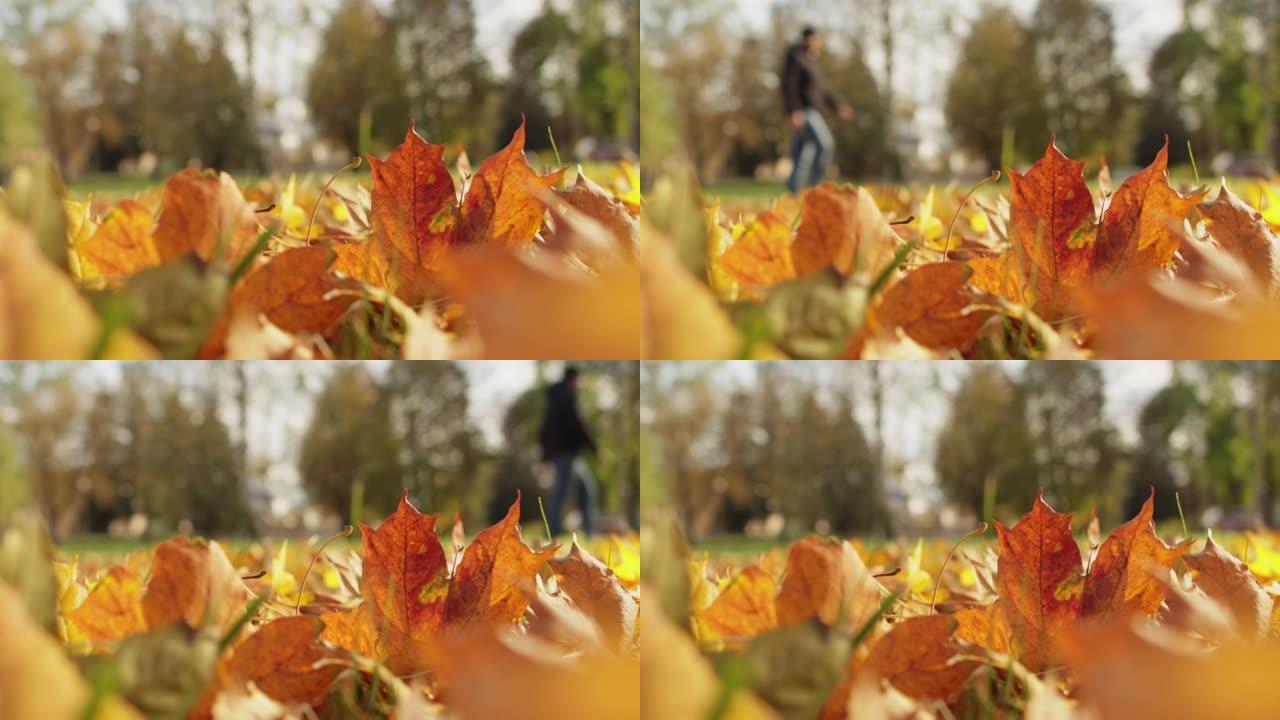 秋天。男人沿着秋天公园散步。树叶。风吹落干燥的金黄色叶子离开地面。温暖晴朗的天气。印度夏天。美丽的大