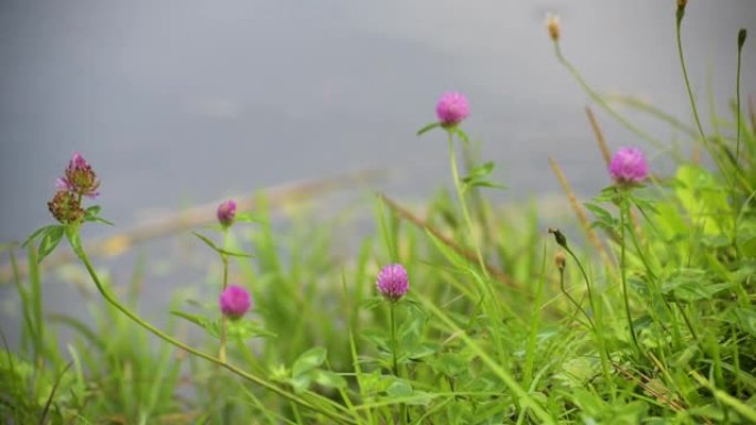 湖边的粉红色三叶草花
