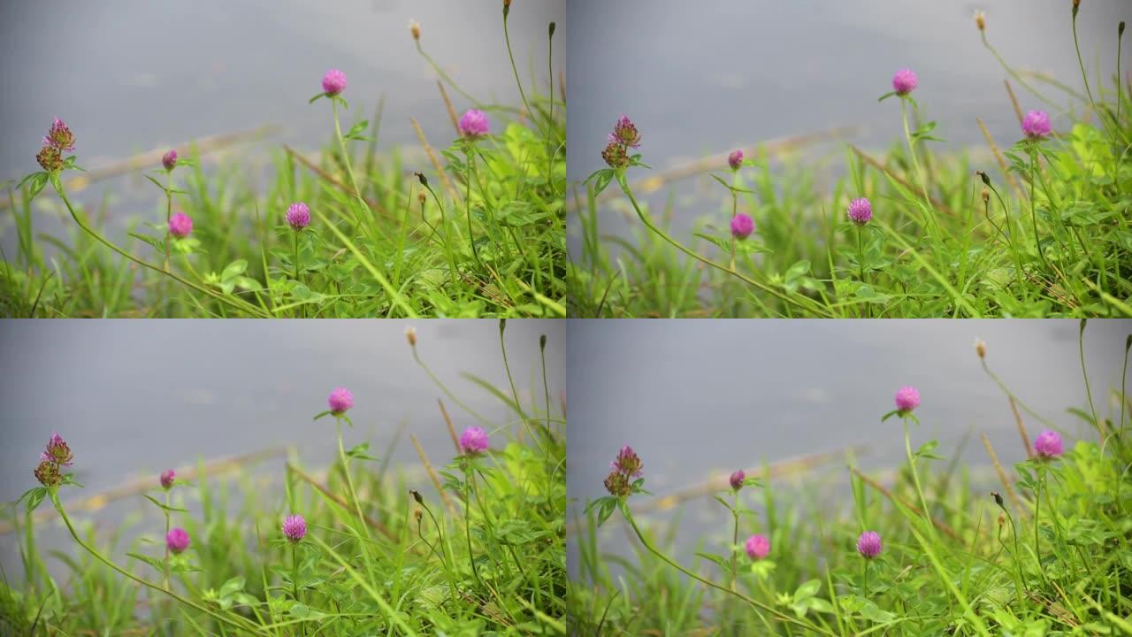 湖边的粉红色三叶草花