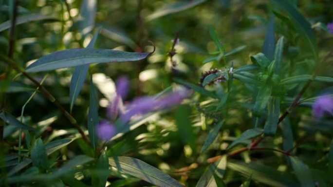 起绒花-拉丁名-仿金雀花