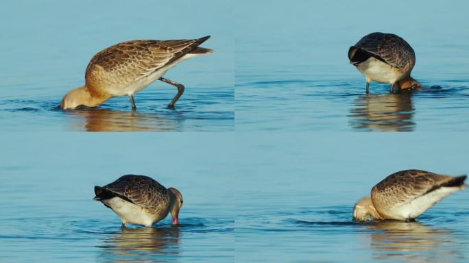 鸟-黑尾Godwit (Limosa limosa) 在浅水中行走，采摘长喙的淤泥，在夏天阳光明媚的