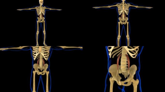 用于医学概念3D动画的腰大肌小解剖