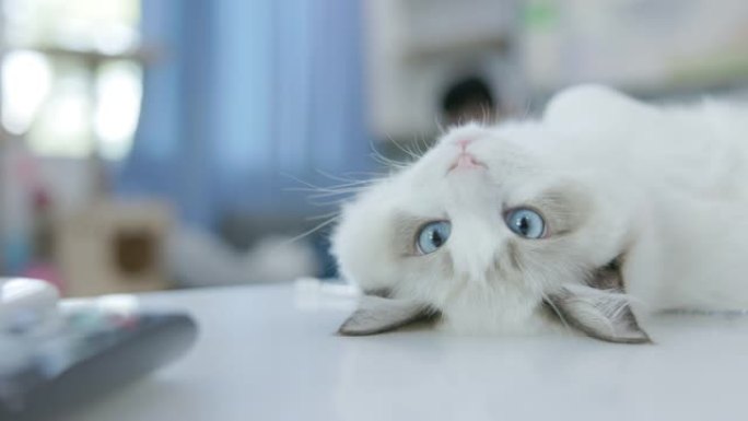 可爱的白色布娃娃猫坐在家里的桌子上。