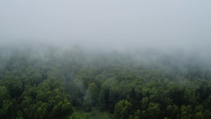 由于雨后水分的蒸发，在绿色森林上的浓雾，时间流逝