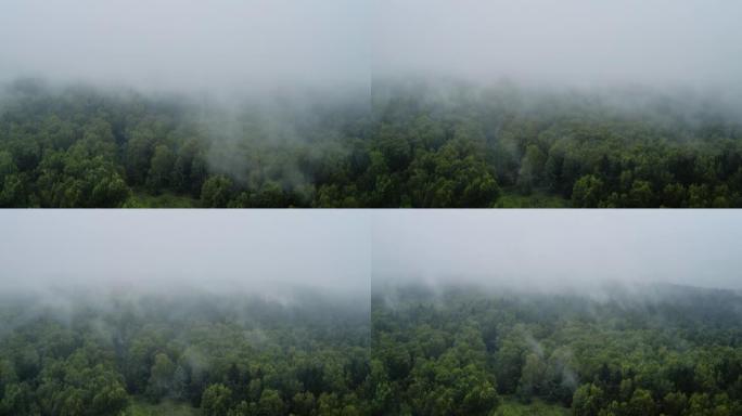 由于雨后水分的蒸发，在绿色森林上的浓雾，时间流逝