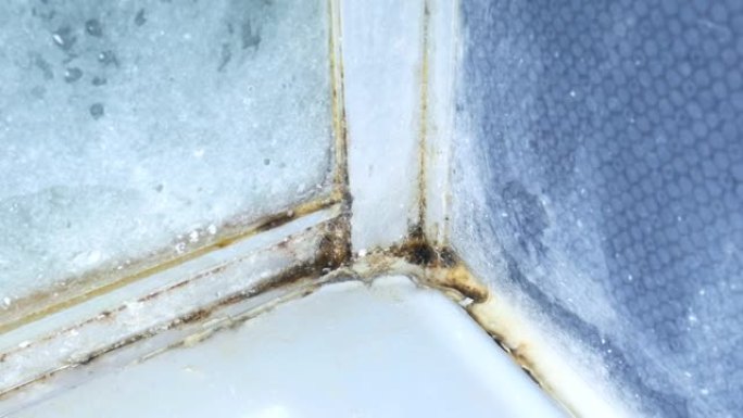 浴室淋浴瓷砖上生长的黑霉菌。潮湿问题概念。