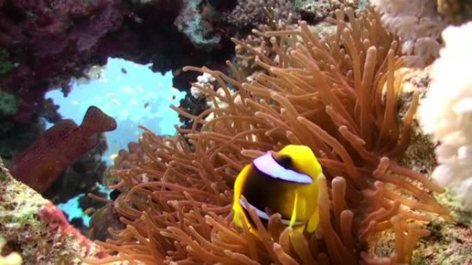 橙色小丑鱼在礁石上的海葵中游泳。