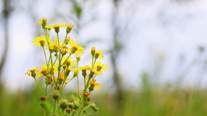 夏季有花的普通豚草。在菊科中，千里光 (senecio Jacobaea vulgaris)