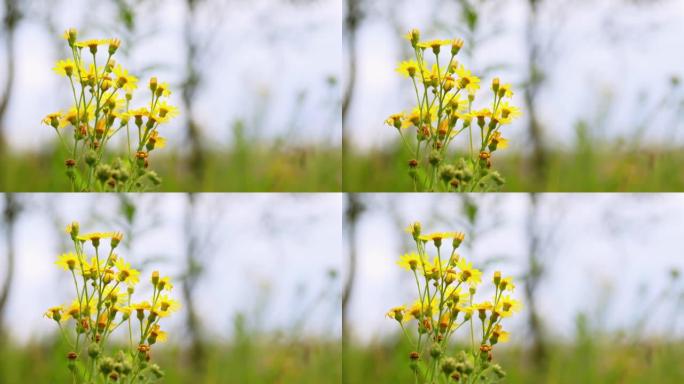 夏季有花的普通豚草。在菊科中，千里光 (senecio Jacobaea vulgaris)