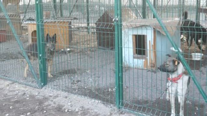 害怕的孤独和无家可归的狗从动物收容所的狗屋里偷看。狗的庇护。铁笼里的流浪狗。贫穷和饥饿的流浪狗和城市