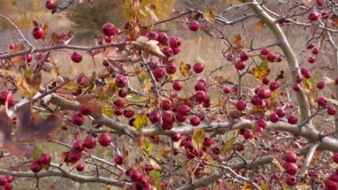 野生米德兰或英国山楂，林地山楂或五月花Crataegus laevigata红色浆果在山上生长的灌木