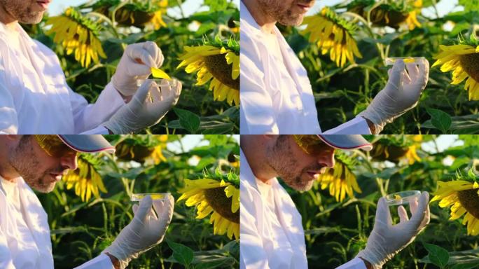 实验室助理检查青翠植物的生长。农业工业。向日葵。