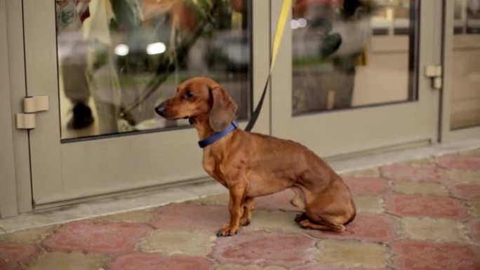 一条皮带上的棕色小狗腊肠犬正在街上商店附近等待主人。