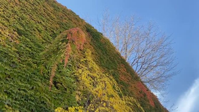 秋季野生葡萄酒爬山虎的秋天红绿常春藤叶子。明亮的黄色红色叶子和树木在古老的墙壁上，在晴朗的蓝天下。风