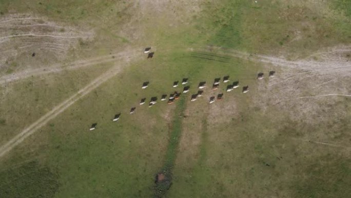 空中无人机在泰国华富里的草地上射击牛和水牛