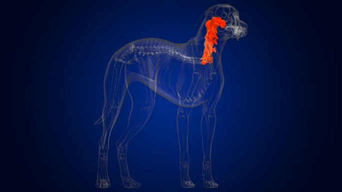 颈椎骨狗骨骼解剖医学概念3D