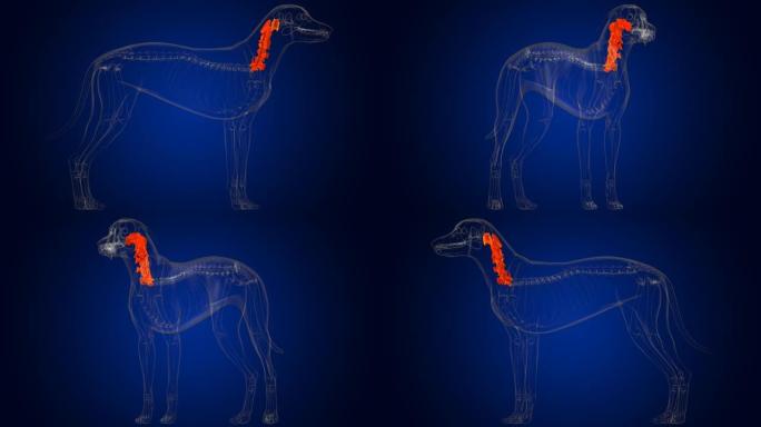 颈椎骨狗骨骼解剖医学概念3D