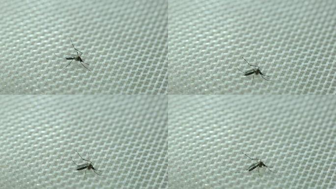 蚊子紧紧抓住蚊帐。