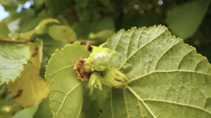 爱沙尼亚常见榛子植物的出芽花