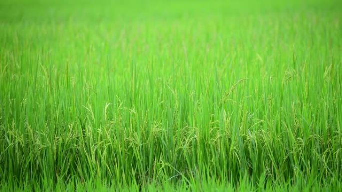 稻田水稻种植泰国香米泰国水稻